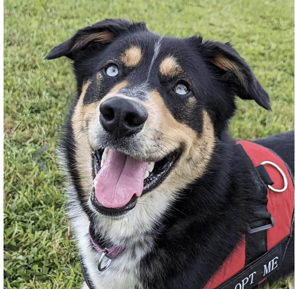 Beau, a brown, black and white mixed breed available for adoption at Middleburg Humane Foundation in Marshall, VA